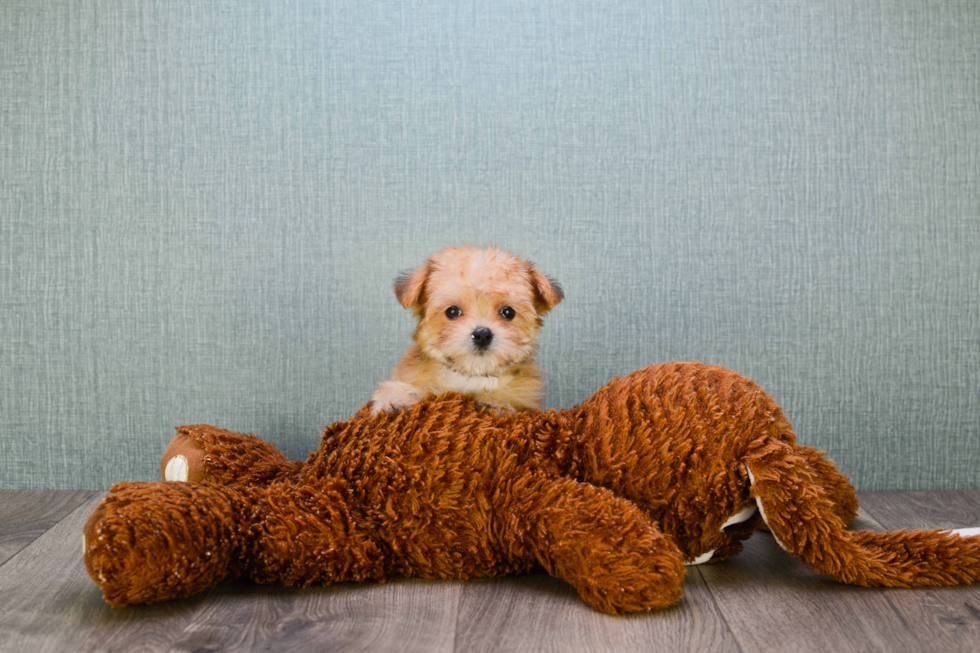 Morkie Pup Being Cute