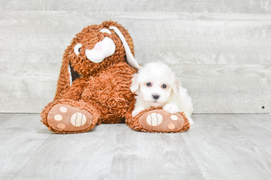 Smart Havanese Purebred Puppy