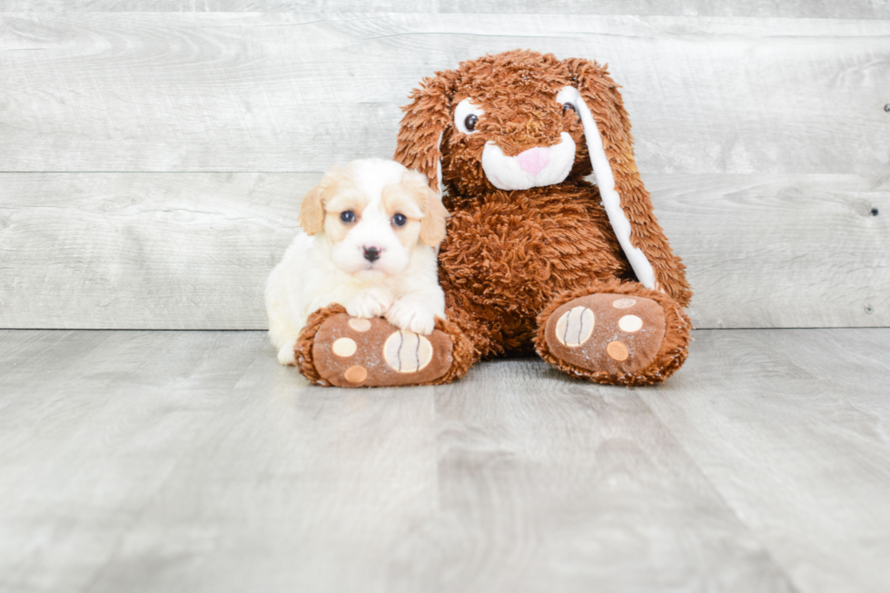 Adorable Cavalier Designer Puppy