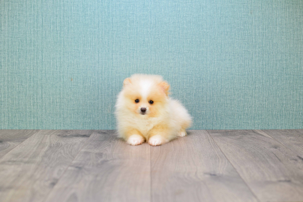 Pomeranian Puppy for Adoption