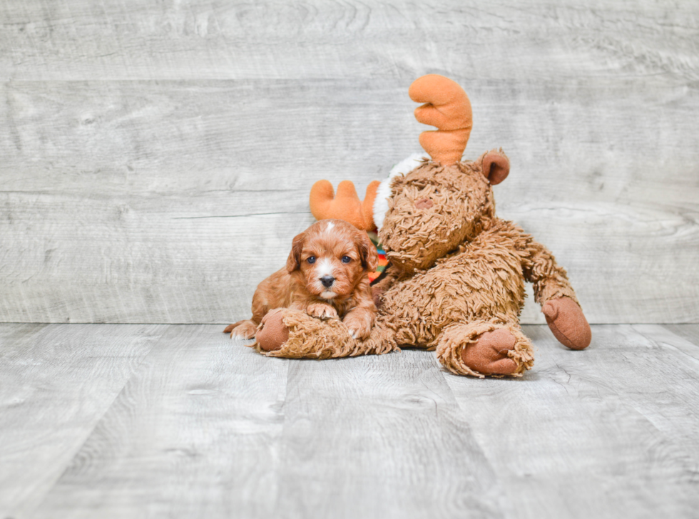 Best Cavapoo Baby