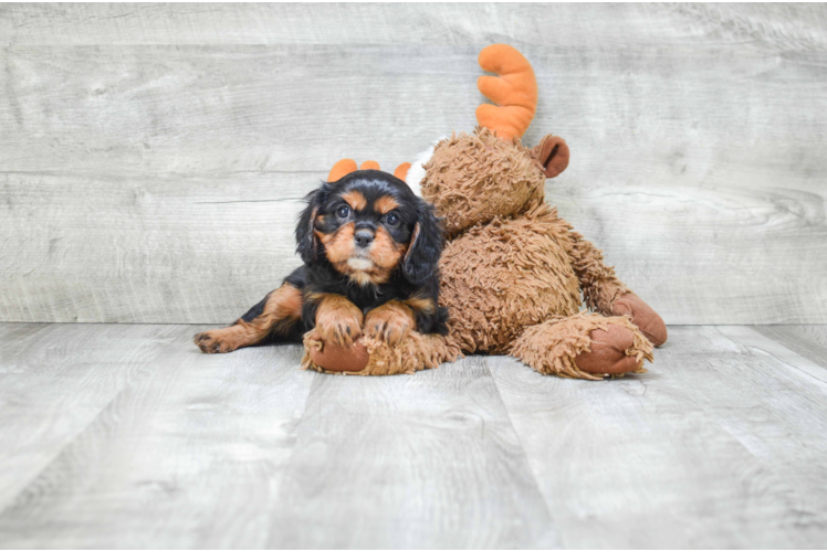 Cavalier King Charles Spaniel Pup Being Cute