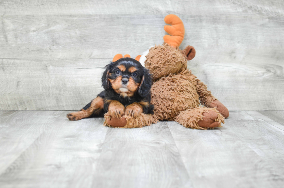 Cavalier King Charles Spaniel Pup Being Cute