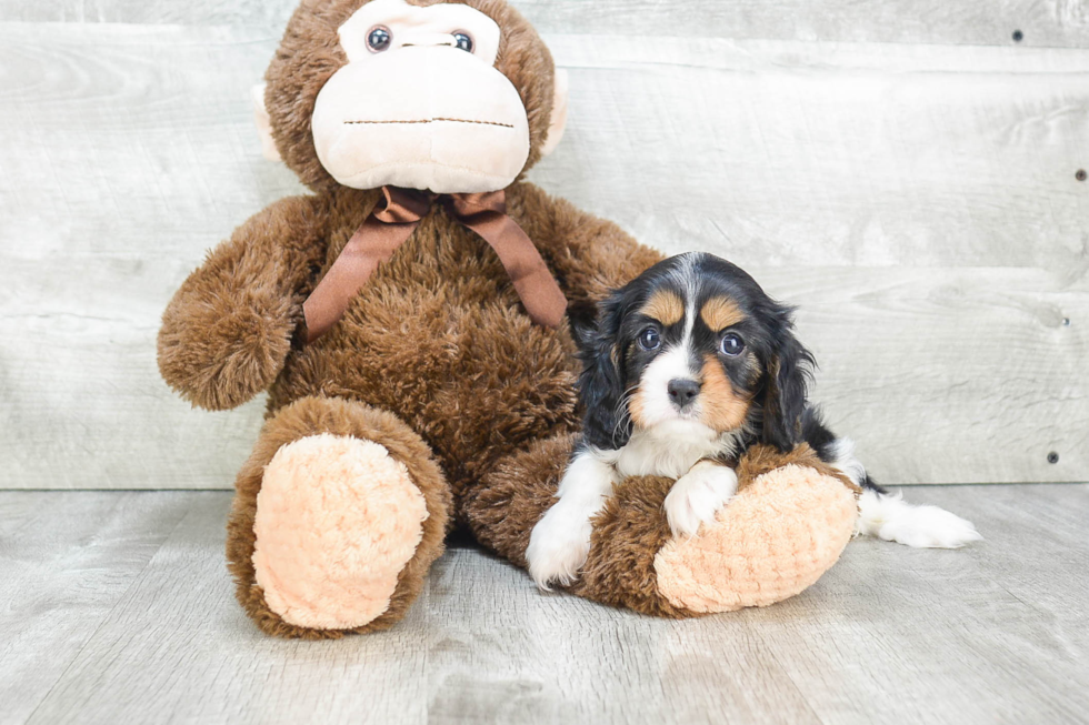 Best Cavalier King Charles Spaniel Baby