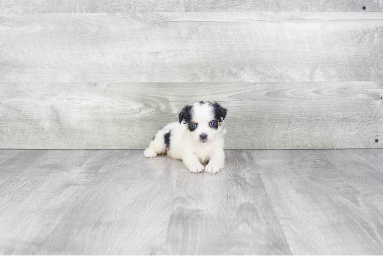 Best Mini Bernedoodle Baby