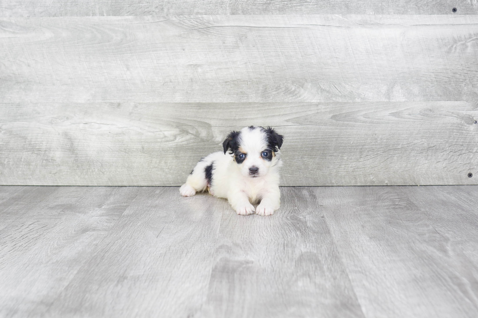 Best Mini Bernedoodle Baby