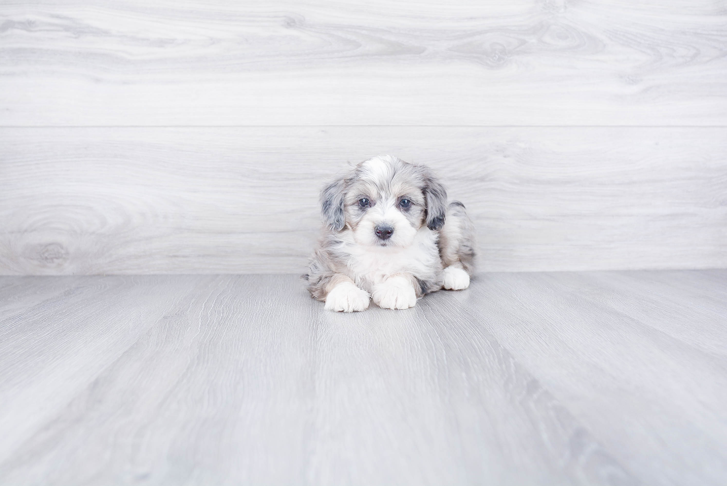 Mini Aussiedoodle Puppy for Adoption