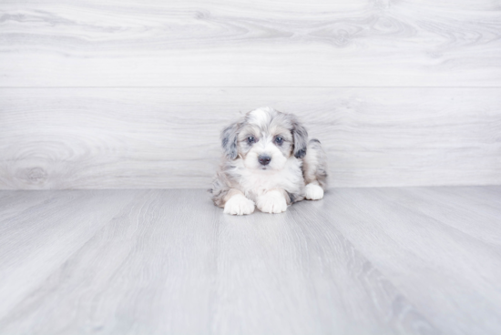 Mini Aussiedoodle Puppy for Adoption