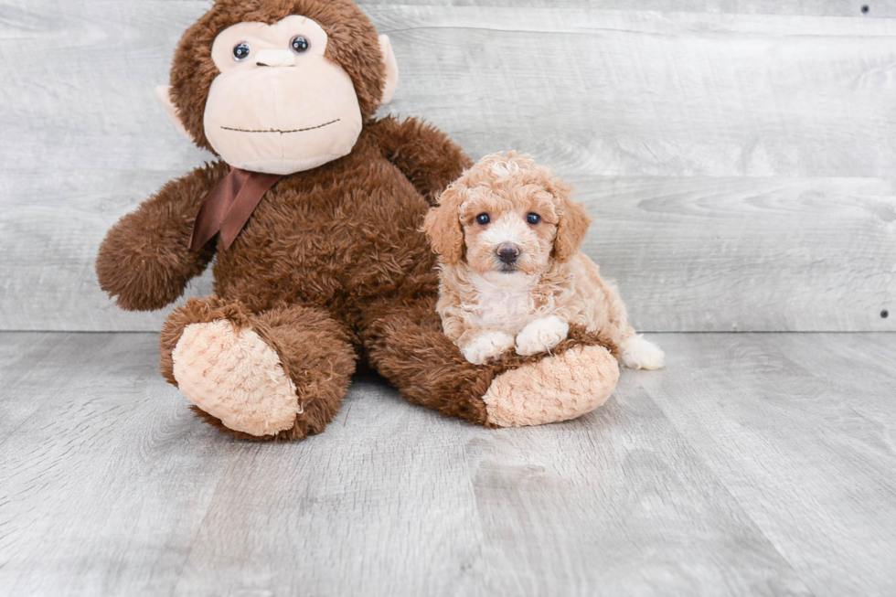 Adorable Maltepoo Poodle Mix Puppy