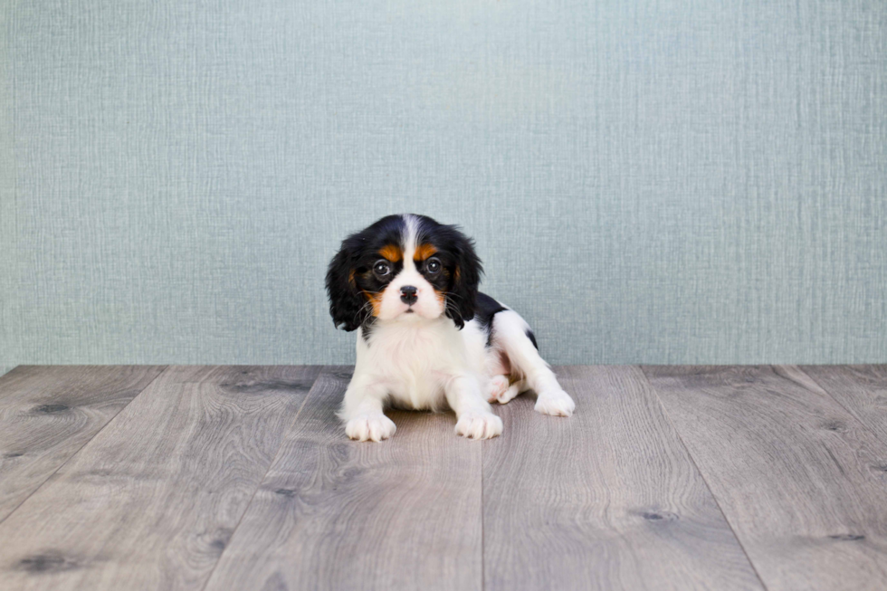 Cavalier King Charles Spaniel Pup Being Cute