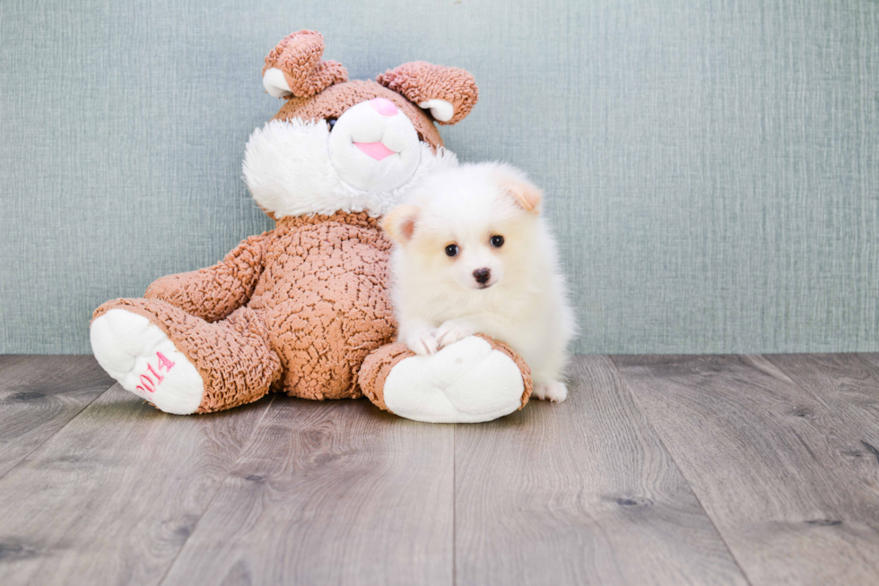 Playful Pomeranian Baby