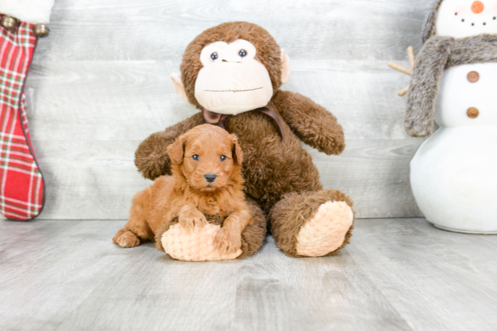 Hypoallergenic Golden Retriever Poodle Mix Puppy