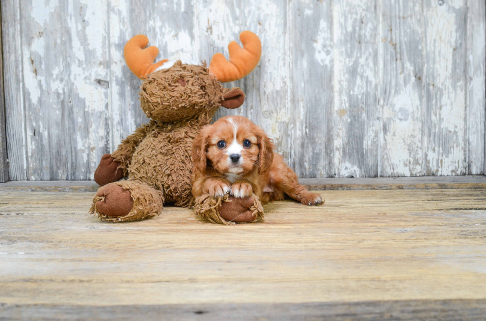 Playful Cavalier King Charles Spaniel Baby