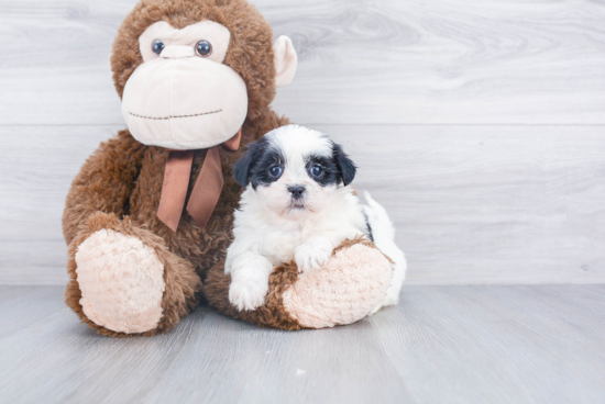 Teddy Bear Pup Being Cute