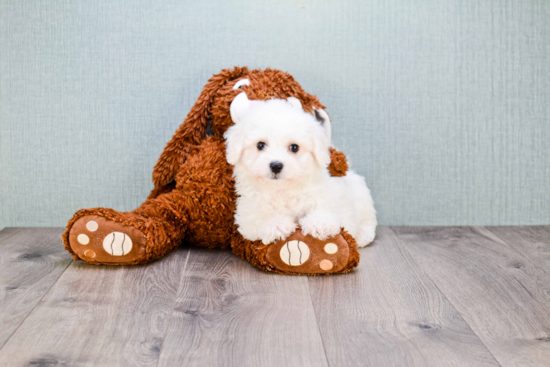 Energetic Bichon Frise Purebred Puppy