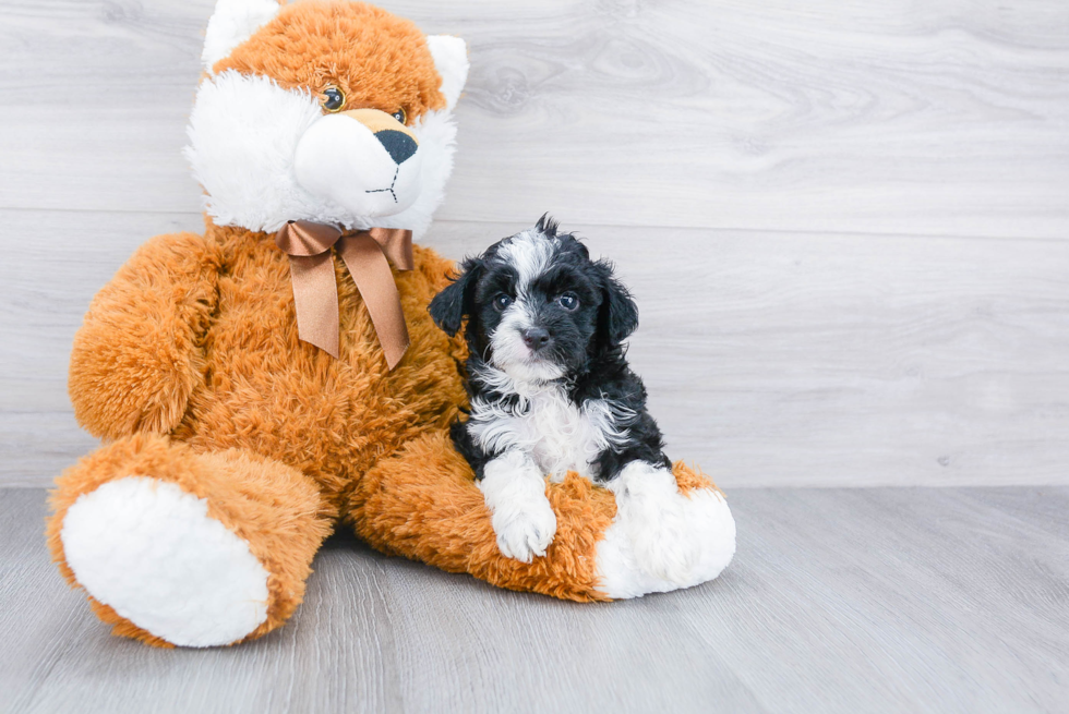 Mini Aussiedoodle Pup Being Cute