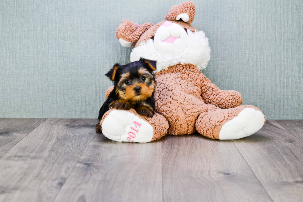 Meet Trigger - our Yorkshire Terrier Puppy Photo 