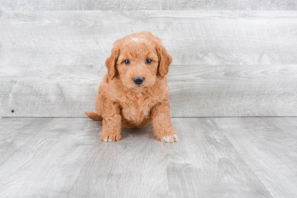 Adorable Golden Retriever Poodle Mix Puppy