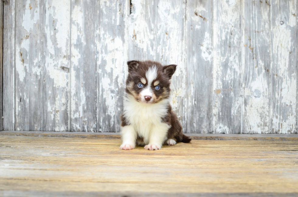 Small Pomsky Baby