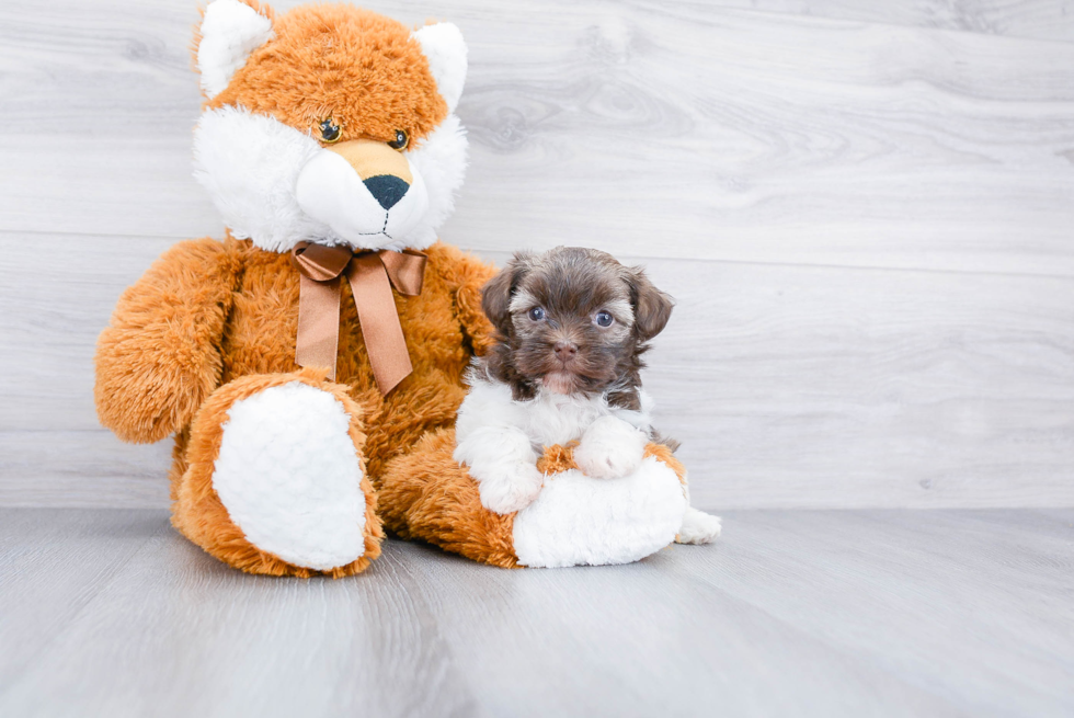 Little Havanese Purebred Pup