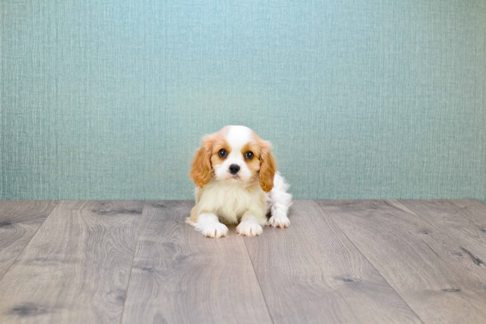 Cavalier King Charles Spaniel Pup Being Cute