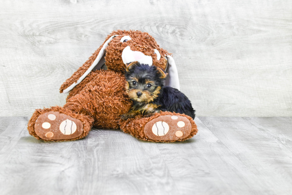 Meet Nugget - our Yorkshire Terrier Puppy Photo 