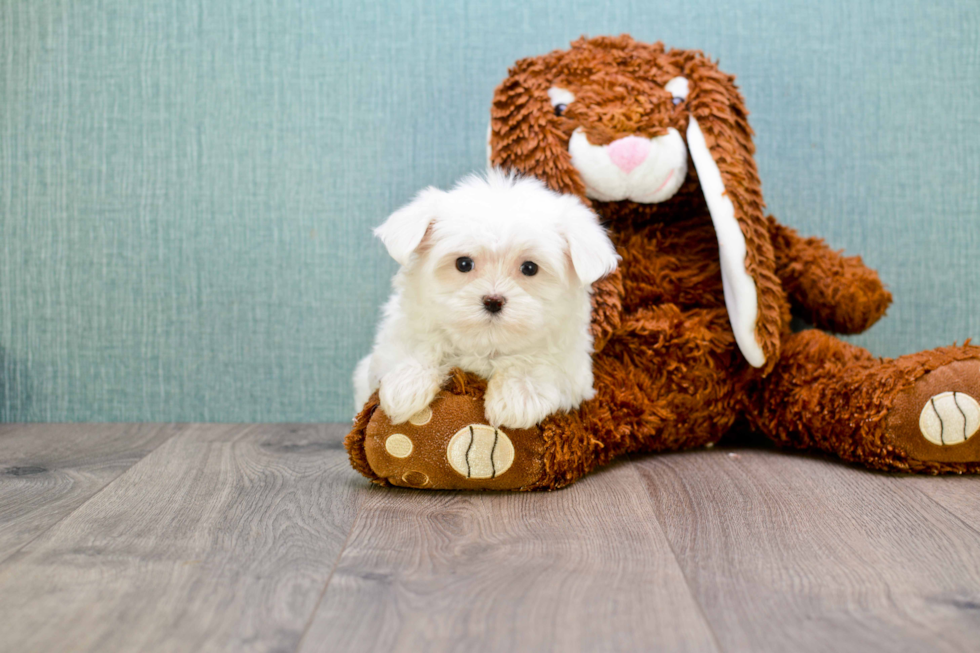 Little Maltese Baby