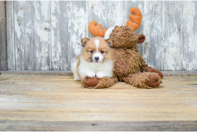 Pomeranian Puppy for Adoption