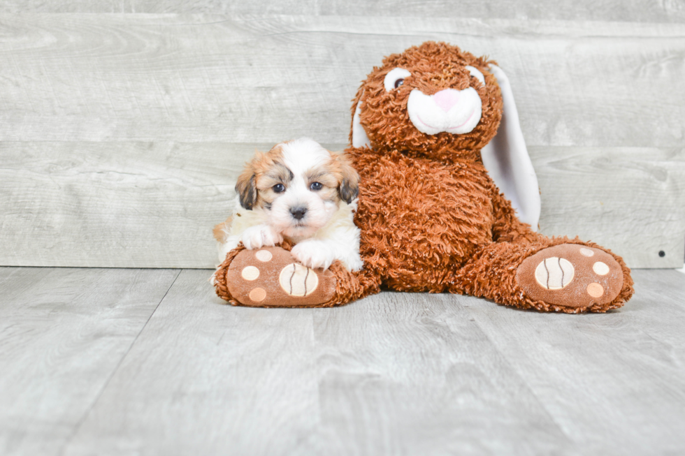 Happy Teddy Bear Baby