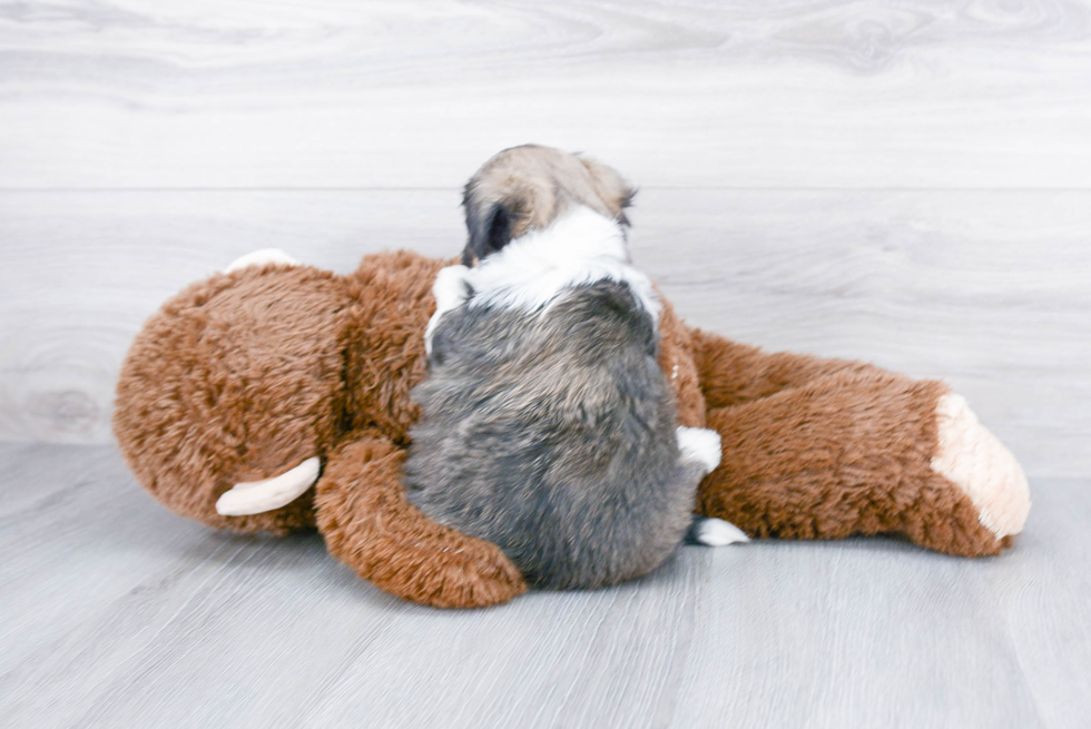 Small Havanese Baby