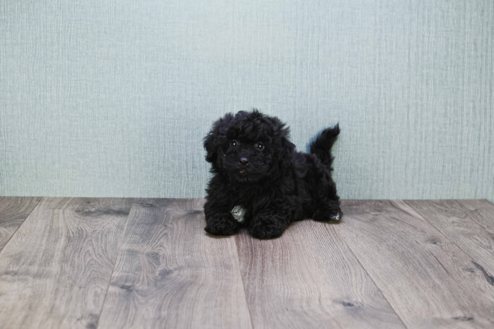 Petite Cavapoo Poodle Mix Pup