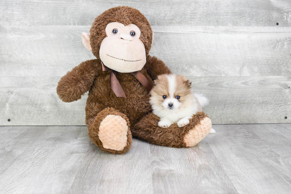 Energetic Pomeranian Purebred Puppy