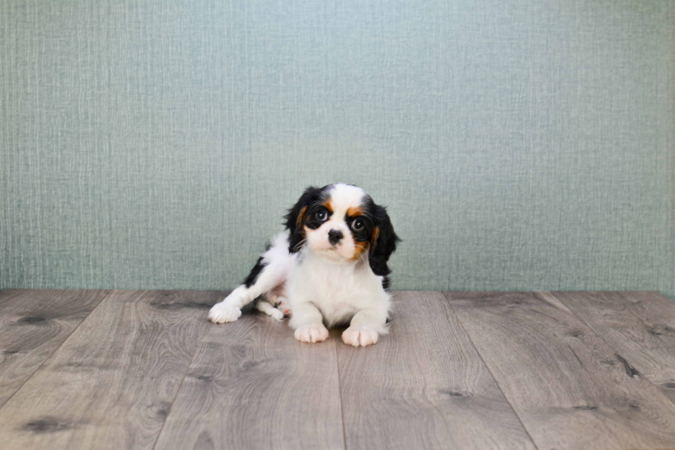 Small Cavalier King Charles Spaniel Purebred Pup