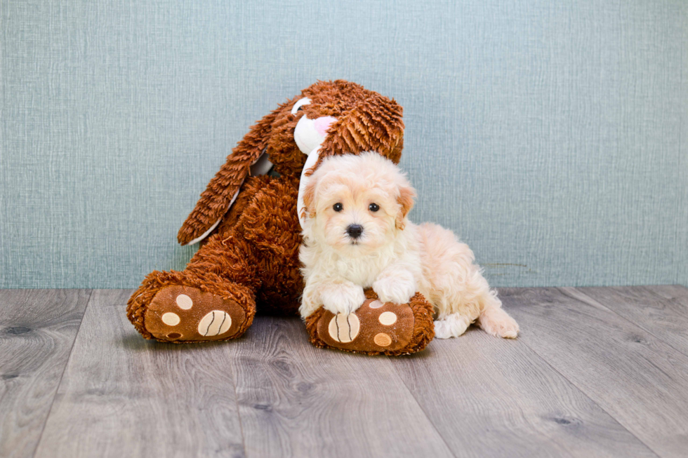 Playful Maltepoo Poodle Mix Puppy