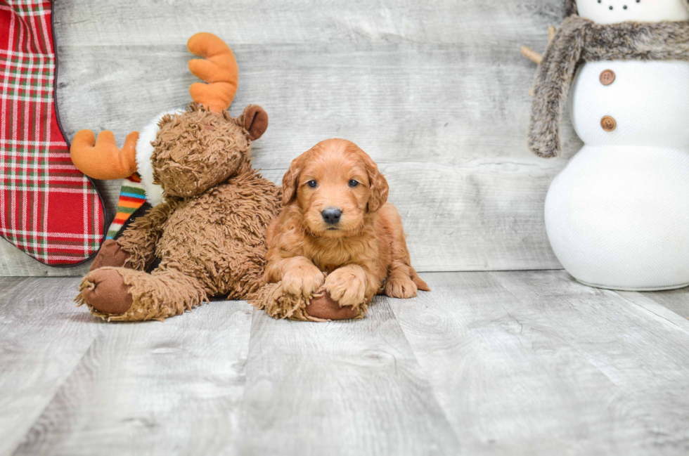 Small Mini Goldendoodle Baby