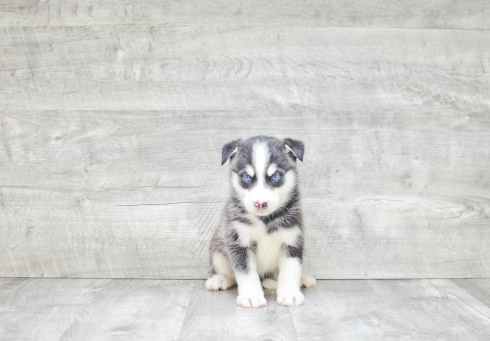 Popular Pomsky Designer Pup