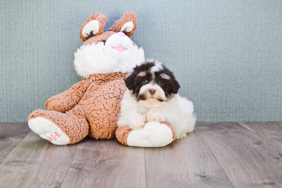 Havanese Pup Being Cute