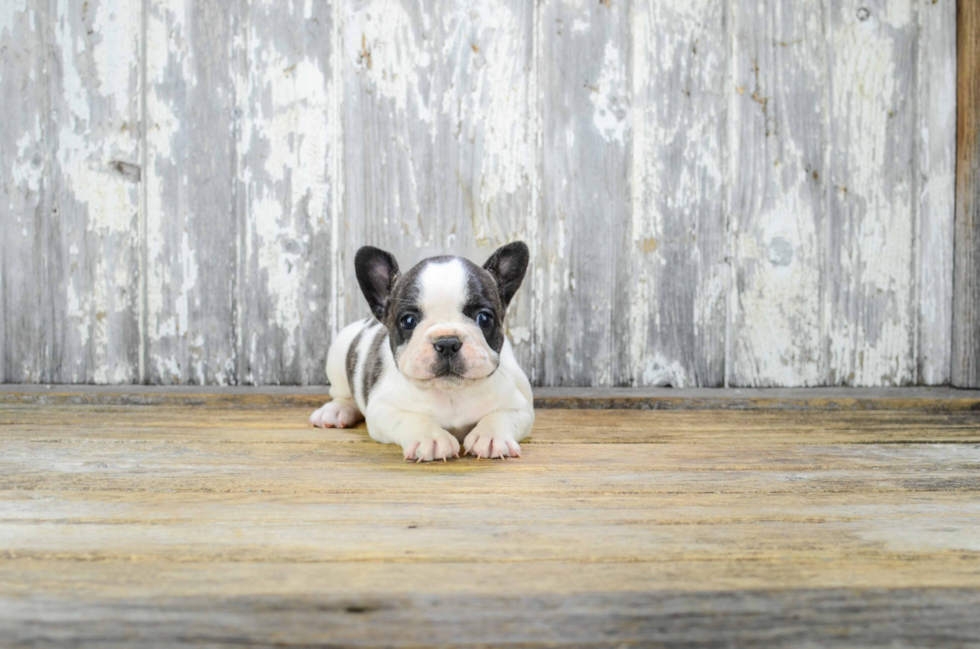 Friendly French Bulldog Purebred Pup