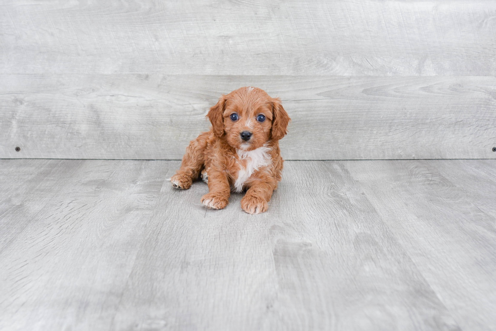 Cavapoo Pup Being Cute