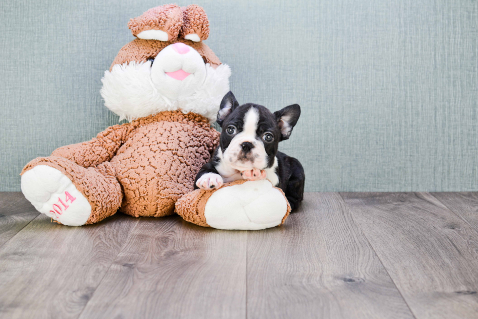 Playful French Bulldog Purebred Pup