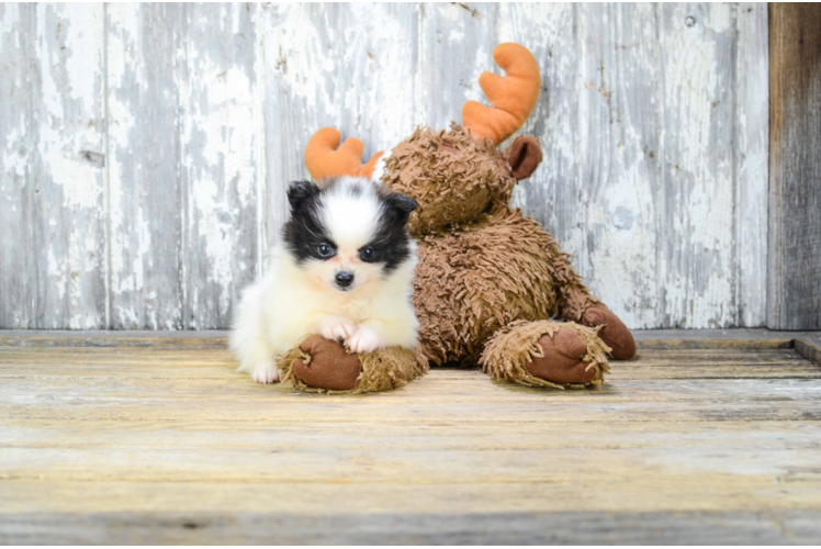 Pomeranian Pup Being Cute