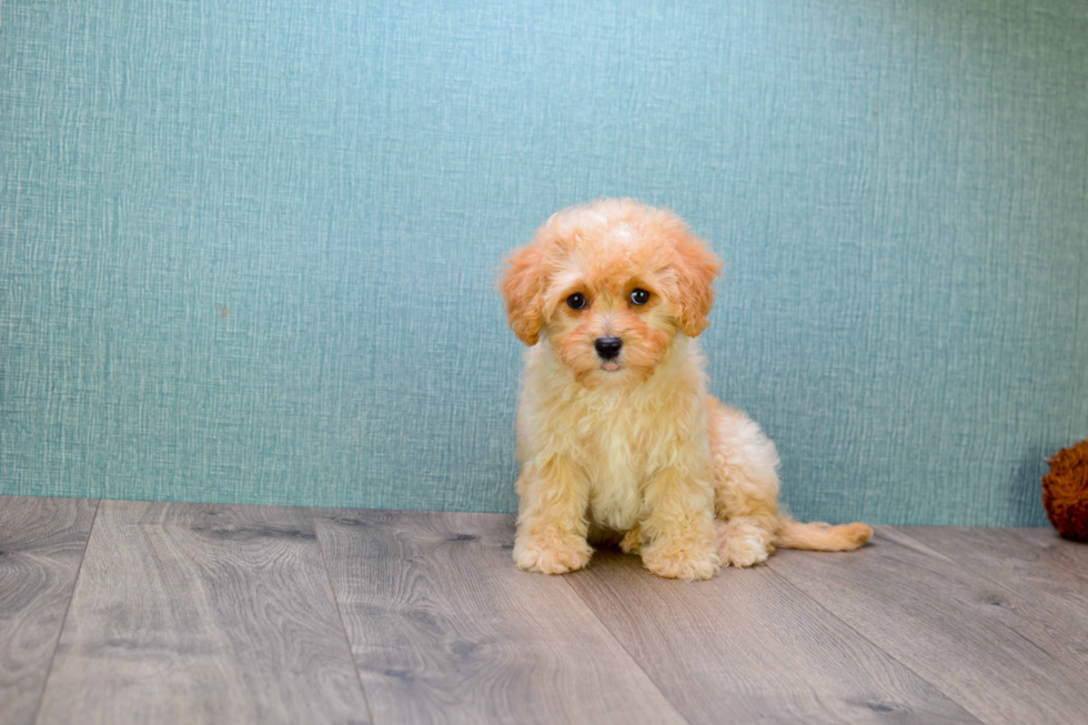 Happy Mini Goldendoodle Baby