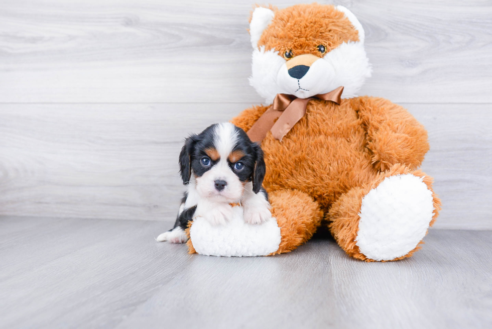 Funny Cavalier King Charles Spaniel Purebred Pup