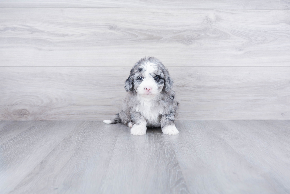 Funny Mini Bernedoodle Poodle Mix Pup