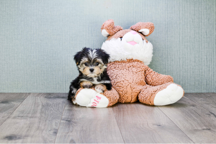 Popular Morkie Designer Pup