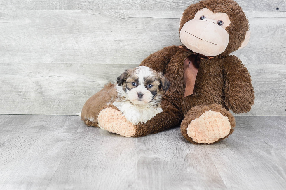 Best Teddy Bear Baby