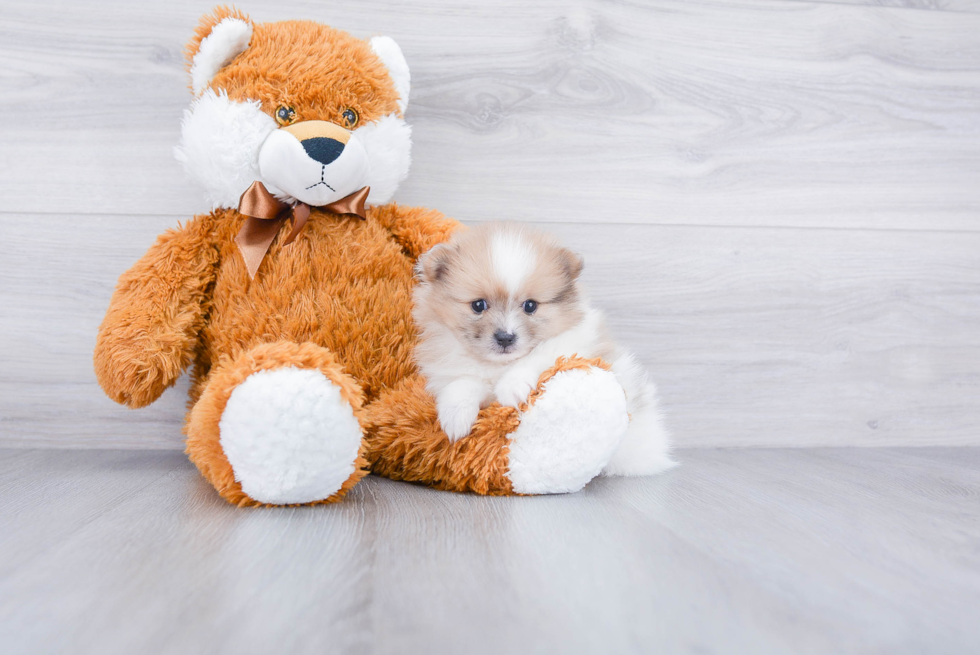 Pomeranian Puppy for Adoption