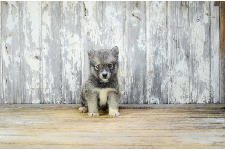 Best Pomsky Baby