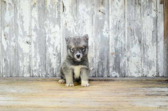 Best Pomsky Baby