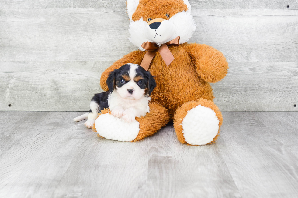 Cavalier King Charles Spaniel Pup Being Cute